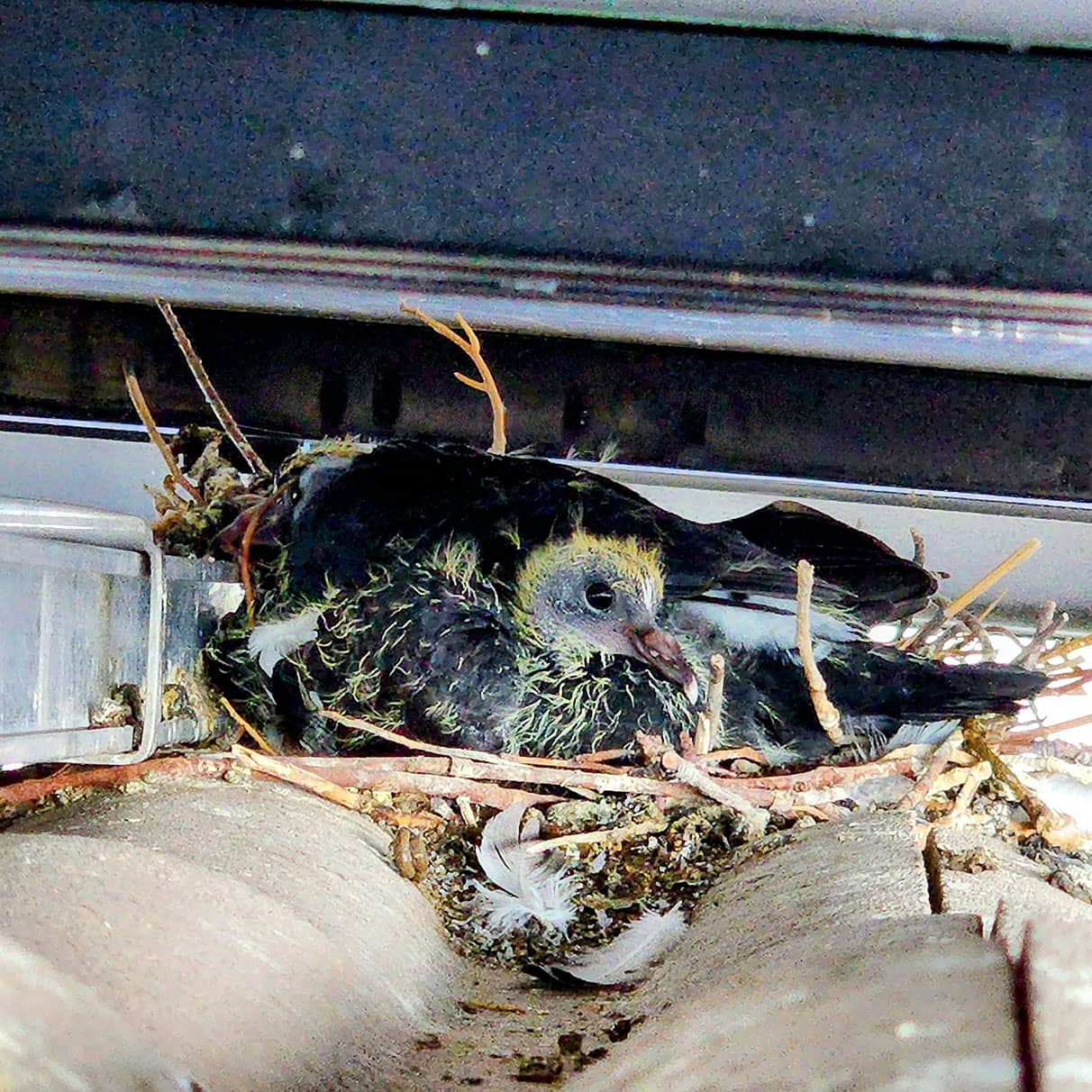 pigeon proofed solar panels