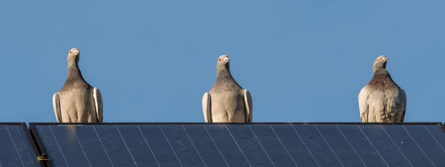 Bird Protection for Solar Panels